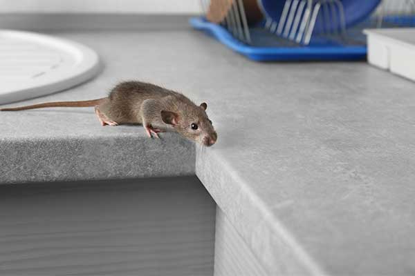 Leo's mouse pest removal by Leo's Pest Control in Bristol TN