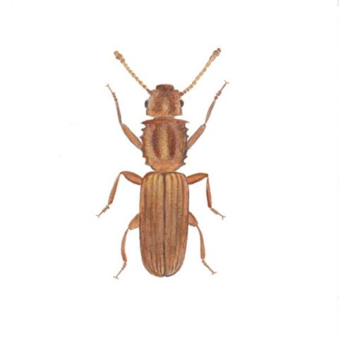 Sawtoothed grain beetle identification provided by Leo's Pest Control in Bristol TN