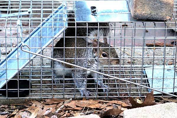 Leo's squirrel removal and humane trapping by Leo's Pest Control