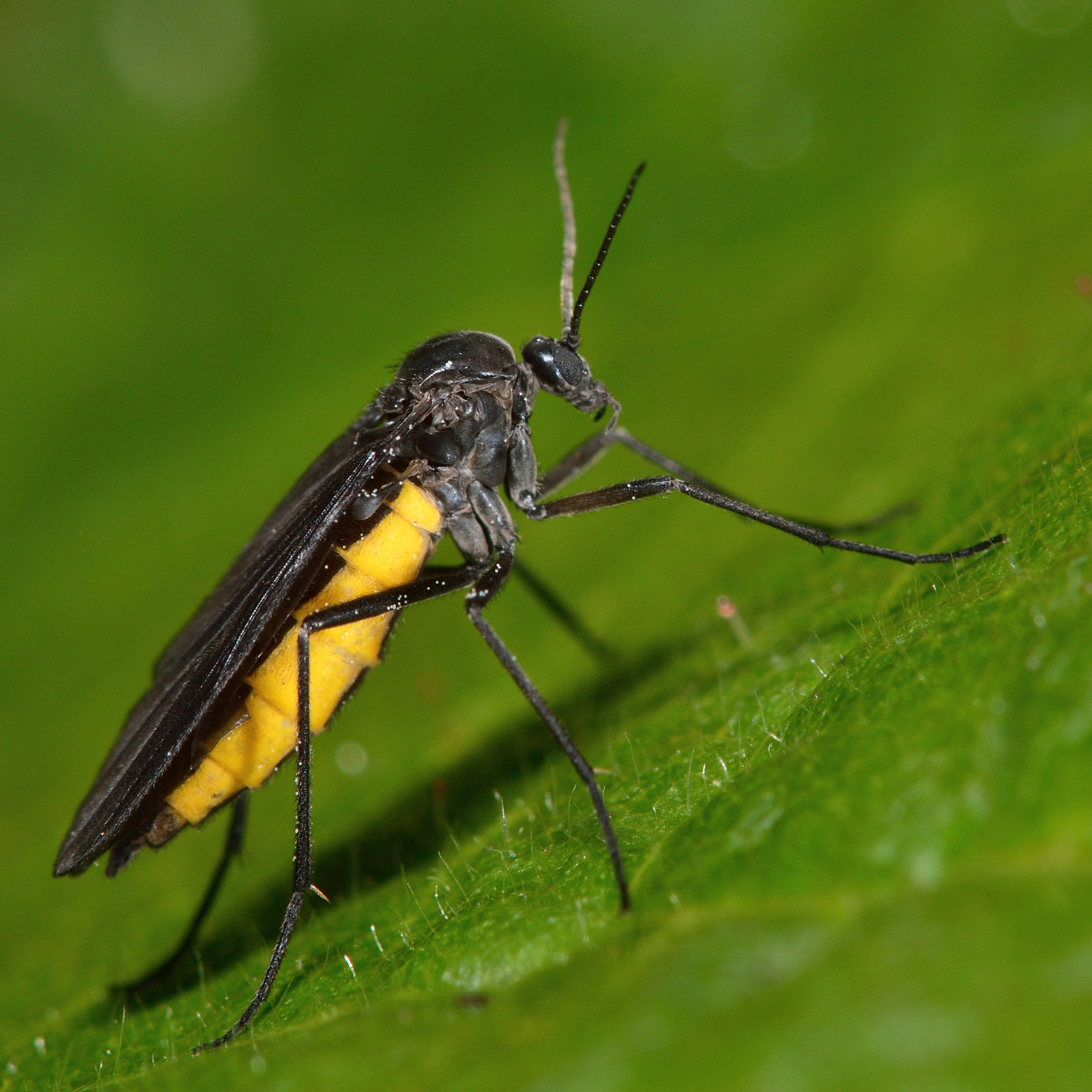 Fungus gnats on house plants information