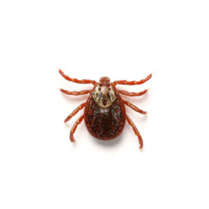 American dog tick identification and information in Bristol TN - Leo's Pest Control