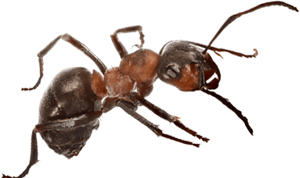 Ants in Bristol TN; Call Leo's Pest Control for ant extermination