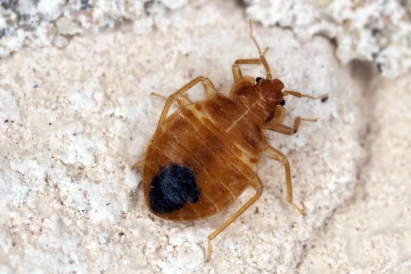 is it a bed bug or carpet beetle in Bristol TN; Call Leo's Pest Control