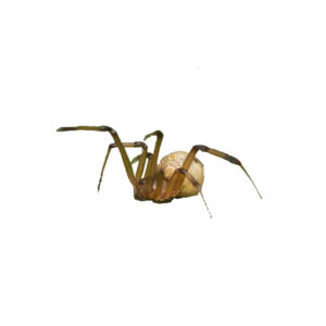 Brown widow spider identification provided by Leo's Pest Control in Bristol TN