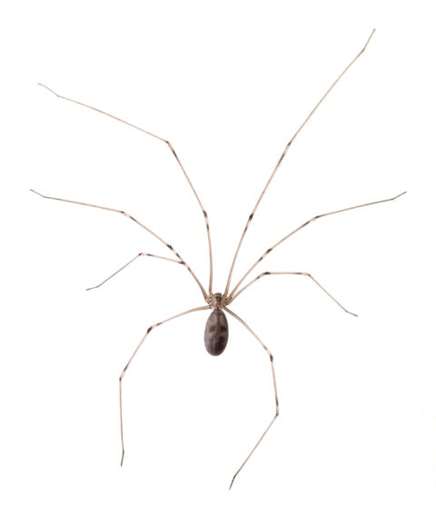 Cellar spider identification provided by Leo's Pest Control in Bristol TN