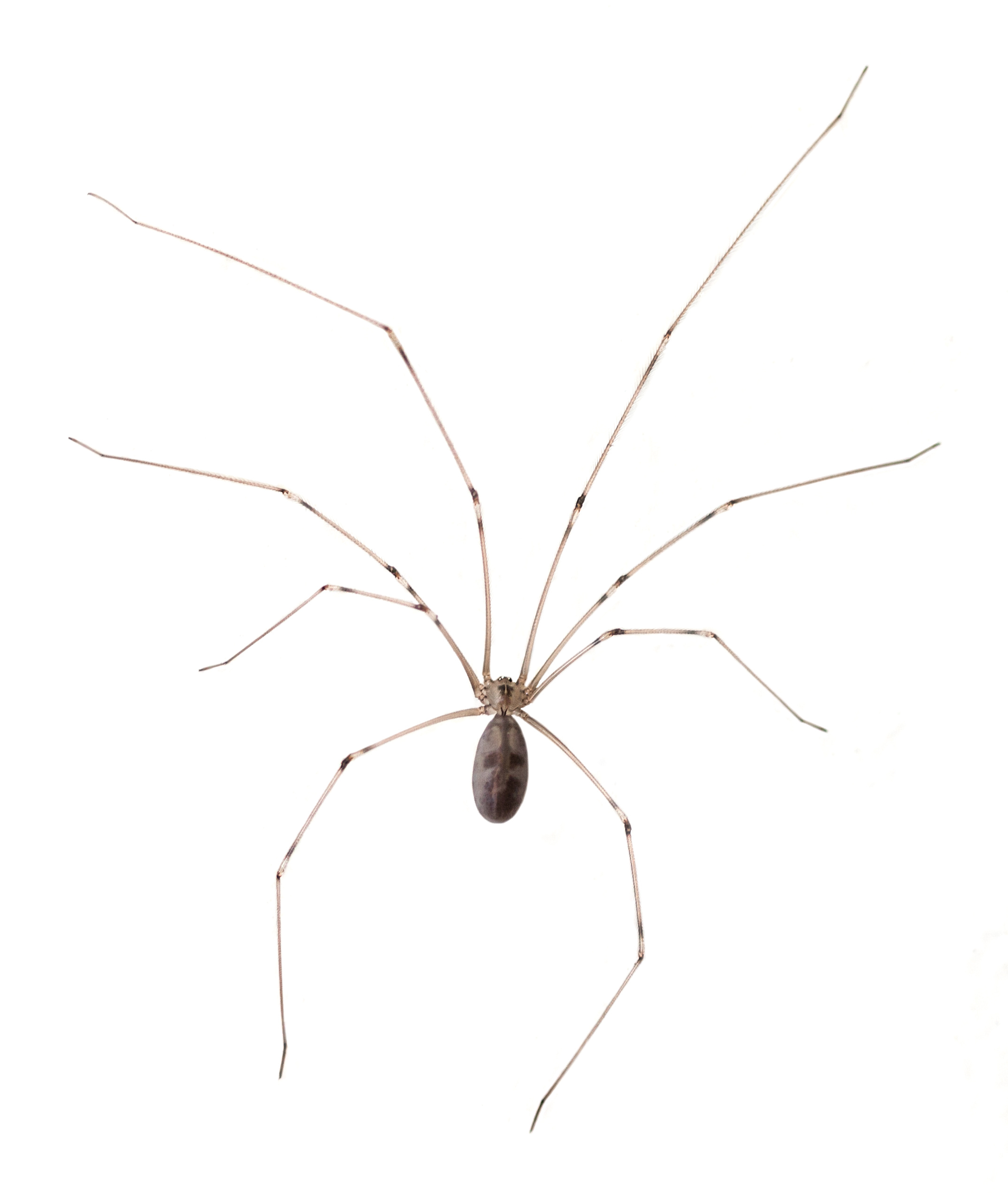 Are Daddy Long Legs Poisonous?