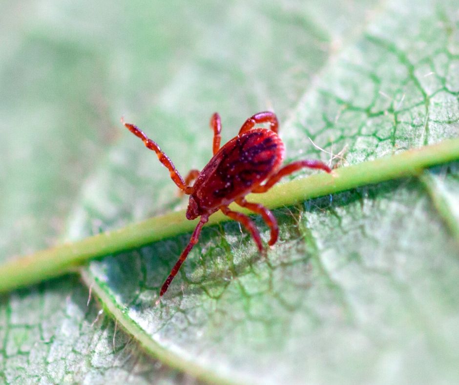 Chigger Mite Identification, Habits & Behavior Leo's Pest Control