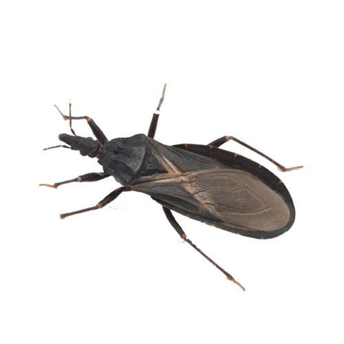 Kissing Bug Identification, Habits & Behavior | Leo's Pest Control