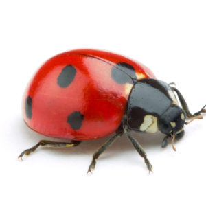 Ladybug identification provided by Leo's Pest Control in Bristol TN