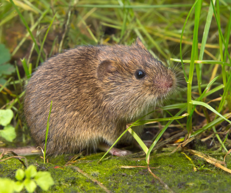Meadow Vole Identification, Habits & Behavior Leo's Pest Control