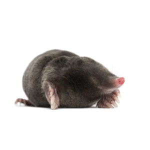 Mole identification provided by Leo's Pest Control in Bristol TN