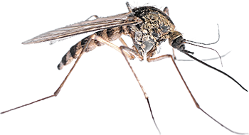Mosquitoes in Bristol TN; Call Leo's Pest Control for mosquito control service