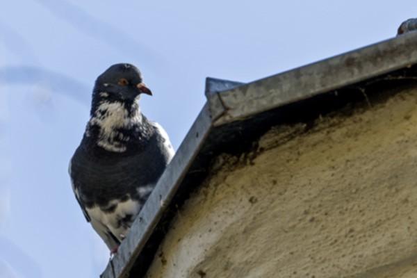 Damage Caused by Birds in Bristol TN; Call Leo's Pest Control