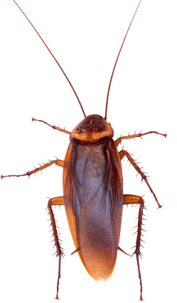 Cockroaches in Bristol TN; Call Leo's Pest Control for bed bug extermination
