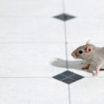 Rodent control services in Bristol Tennessee; Call Leo's Pest Control