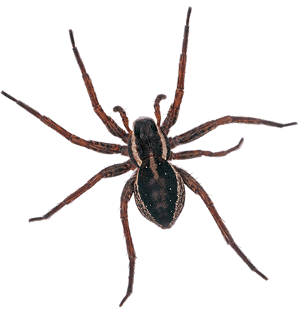 Spiders in Bristol TN; Call Leo's Pest Control for spider extermination