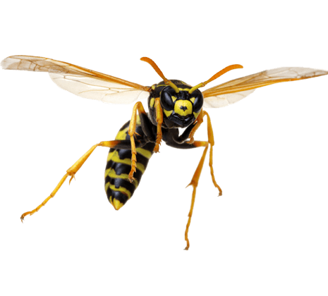 Wasps in Bristol TN; Call Leo's Pest Control for bed bug extermination