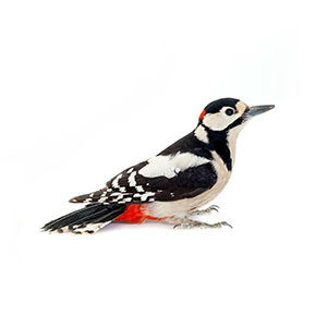 Woodpecker identification provided by Leo's Pest Control in Bristol TN