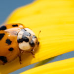 Asian lady beetles infest Bristol TN homes in the fall - Leo's Pest Control