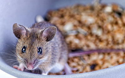 Identify rats and mice in Bristol TN - Leo's Pest Control