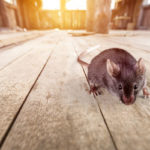 Rodents are infesting more homes during the pandemic in Bristol TN - Leo's Pest Control
