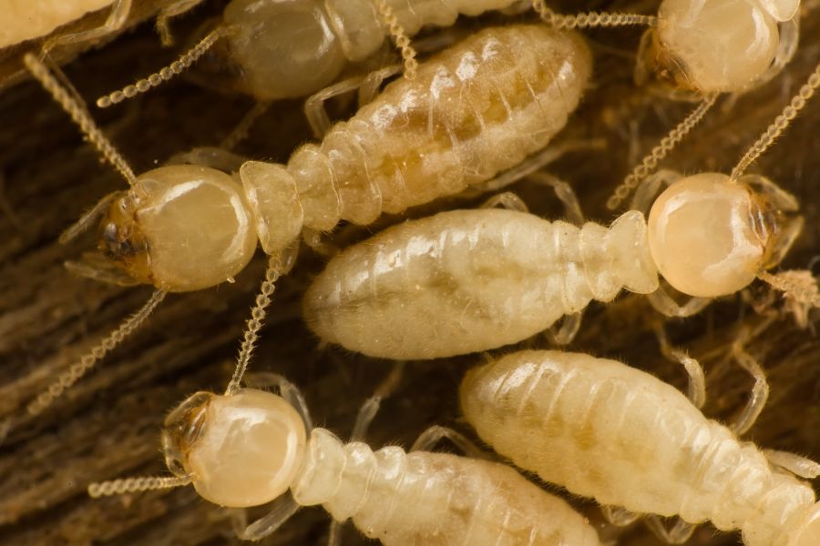 Life cycle of a termite in Bristol TN; Leo's Pest Control