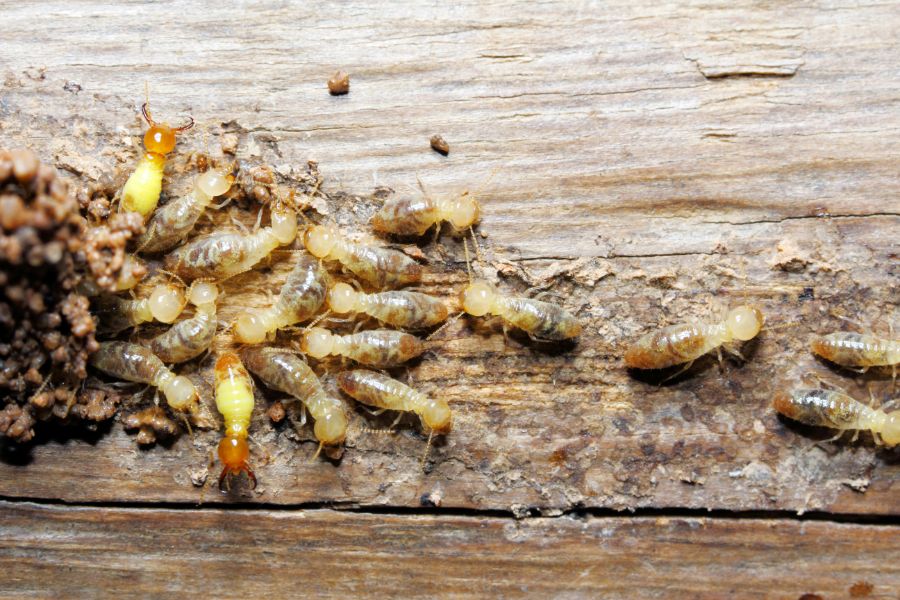 How Much Damage Can Termites Cause In Bristol TN; Leo's Pest Control