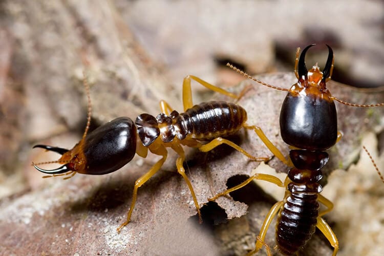 How Do Termites Spread In Bristol TN; Leo's Pest Control