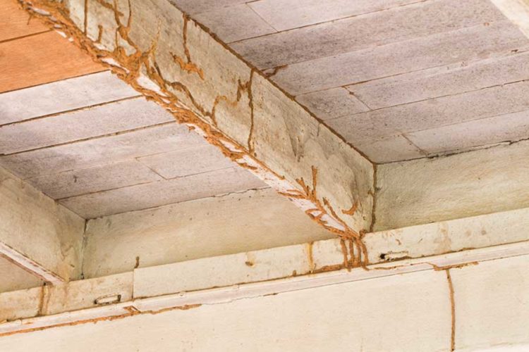 How Do You Fix Termite Damage In Bristol TN; Leo's Pest Control