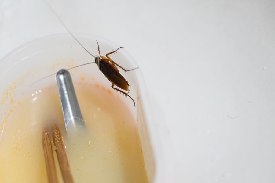 Will Termite Treatment Kill Other Bugs In Bristol; Leo's Pest Control