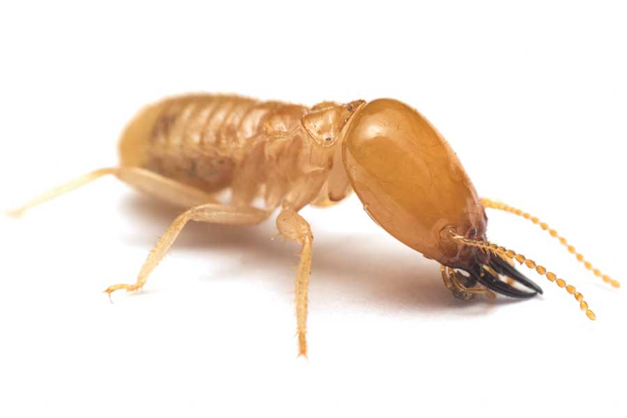 What Does A Termite Look Like In Bristo TN; Leo's Pest Control