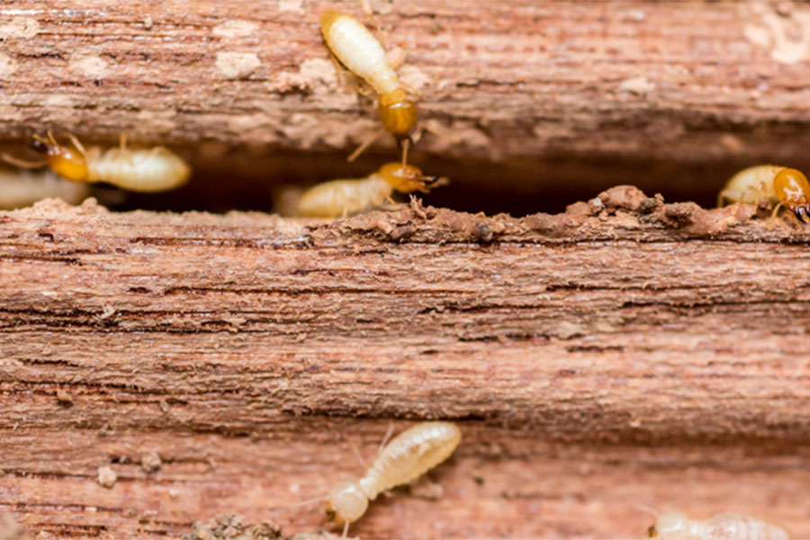 How do termites spread in Bristol TN - Leos Pest Control