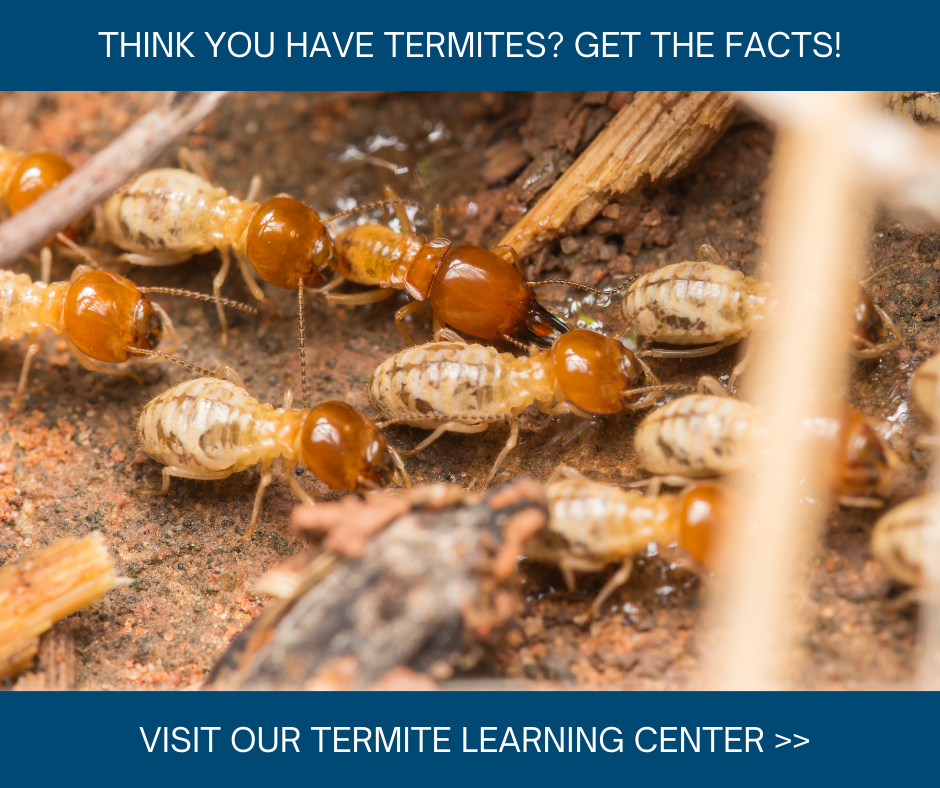 Termite Learning Center in Long Island, Tennessee - Arrow Exterminating