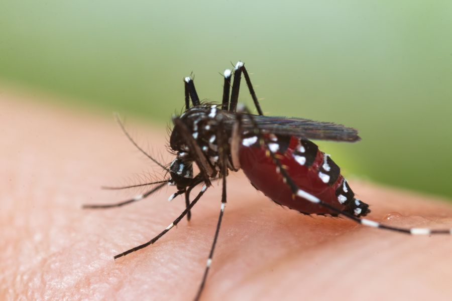 Can Mosquitoes Transmit HIV Or AIDS in Bristol TN - Leo's Pest Control
