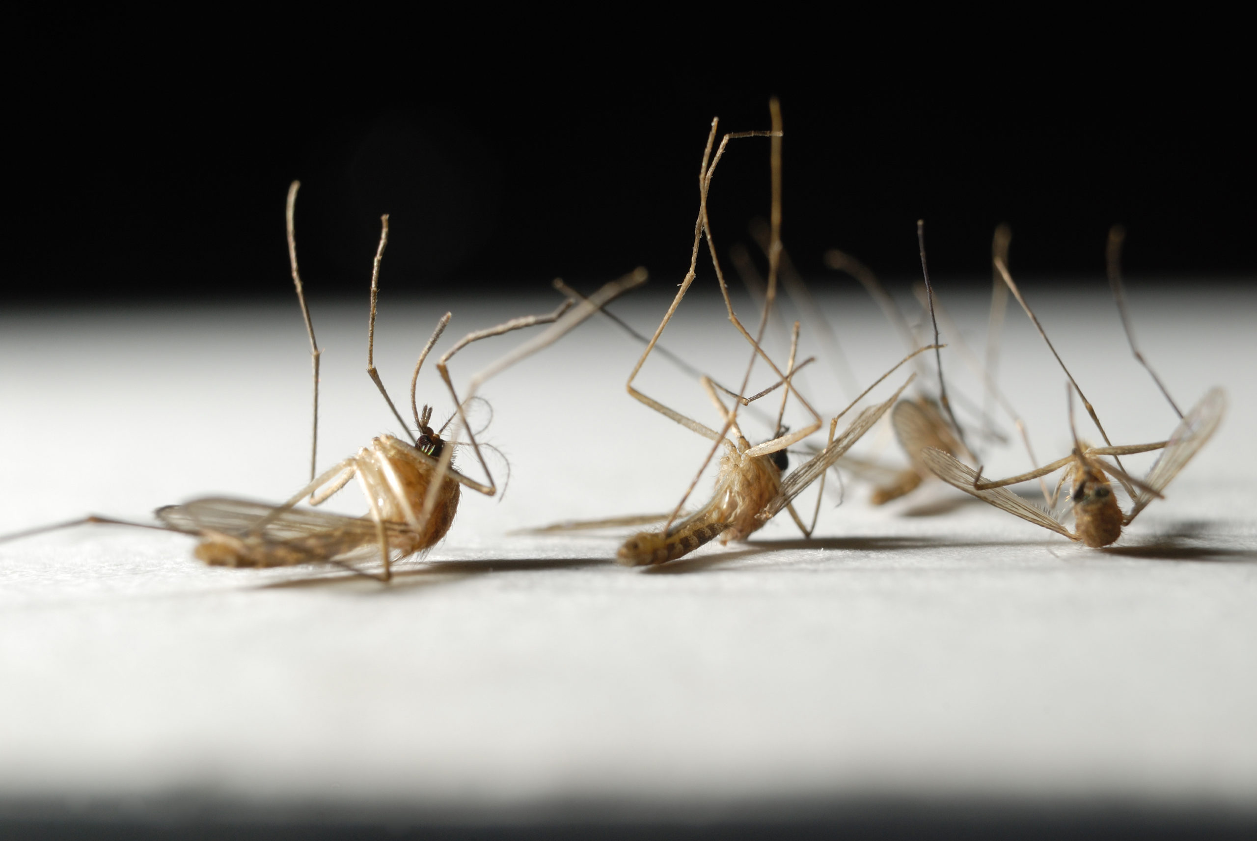 What Is The Lifespan Of A Mosquito in Bristol TN - Leo's Pest Control