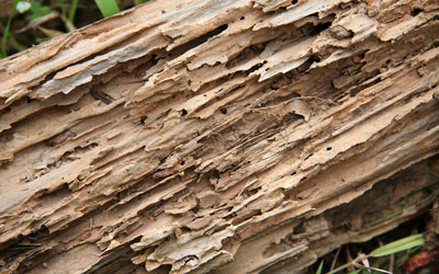 Damaged wood is a top sign of termites in Bristol TN - Leo's Pest Control