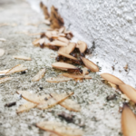 Can brick homes get termites in Bristol TN- Leo's Pest Control
