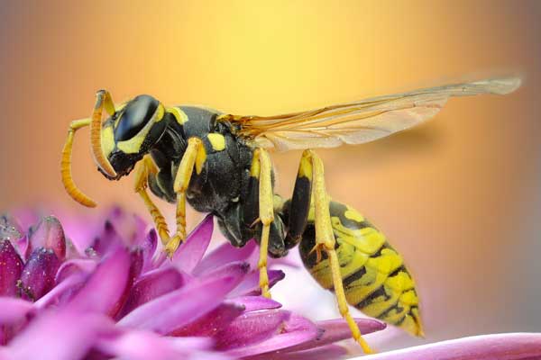 What wasps look like in Bristol TN - Leo's Pest Control