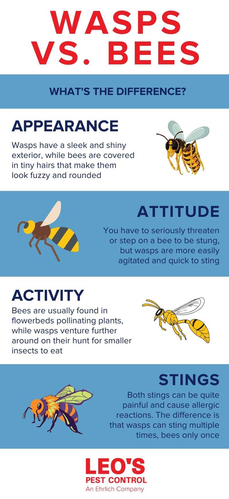Differences between wasps and bees in Bristol TN - Leo's Pest Control
