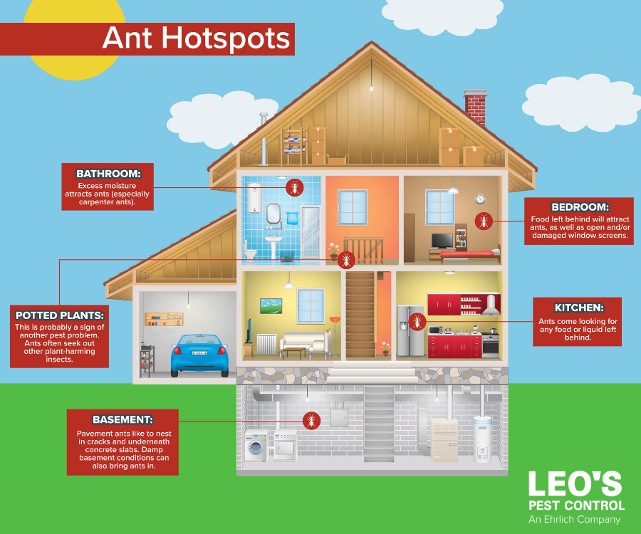 Ant hotspots in Bristol TN homes - Leo's Pest Control