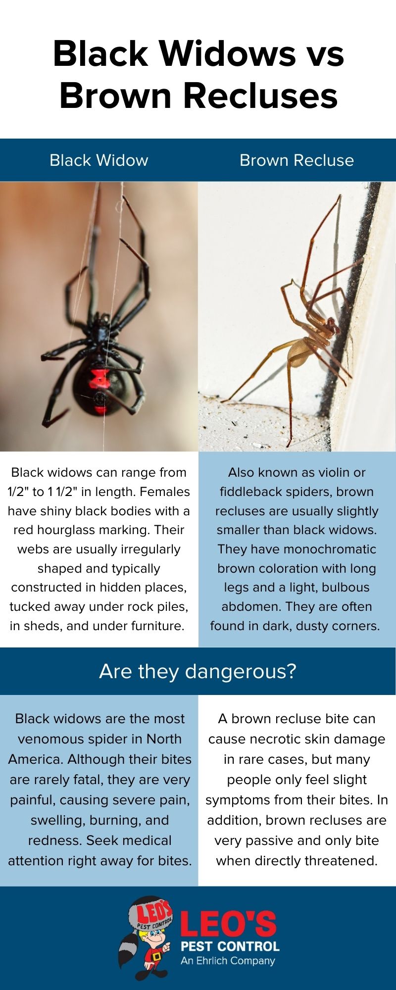 The difference between black widows and brown recluses in Bristol TN - Leo's Pest Control