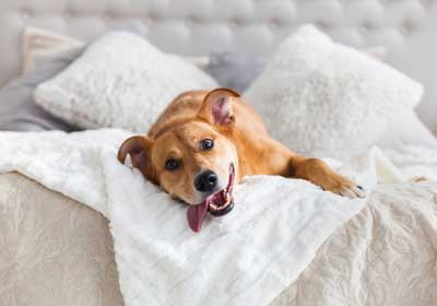 Can pets spread bed bugs? | Bristol TN | Leo's Pest Control
