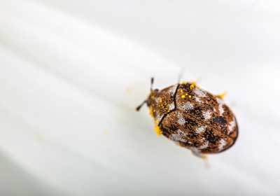 Bed Bug Identification | Bristol TN | Leo's Pest Control