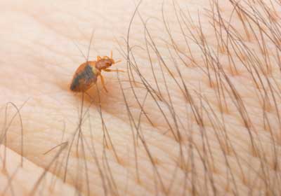 Do bed bugs bite? | Bristol TN | Leo's Pest Control