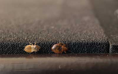 How do bed bugs spread? | Bristol TN | Leo's Pest Control