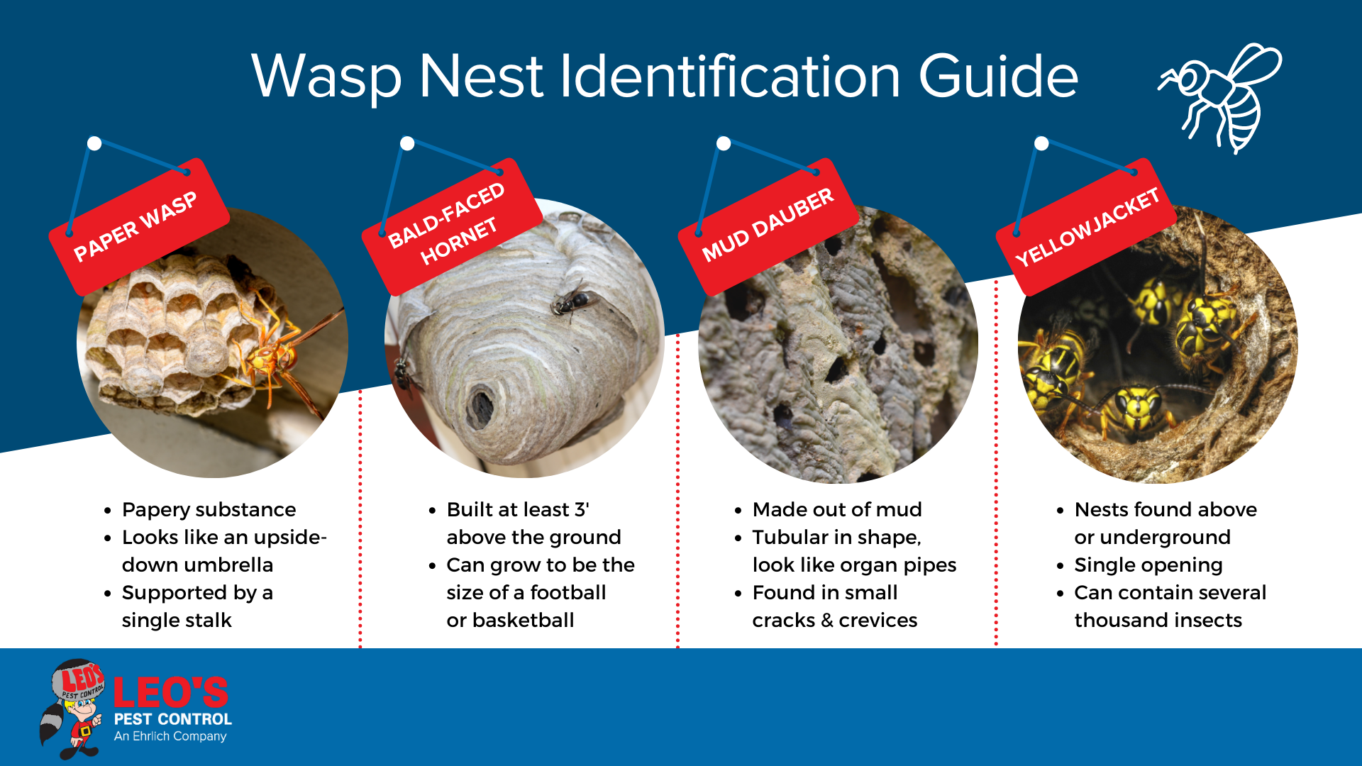 Wasp nest identification infographic in Bristol TN - Leo's Pest Control 