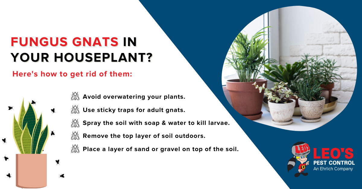 How to get rid of fungus gnats in houseplants - Infographic by Leo's Pest Control