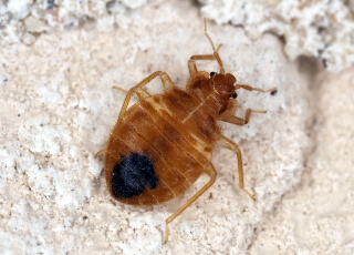 Bed Bug Learning Center