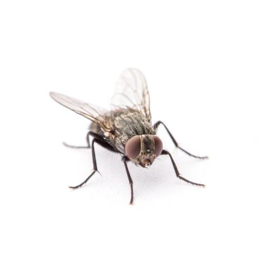 What flies look like in Bristol TN & VA - Leo's Pest Control
