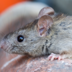 Rat in Bristol TN - Leo's Pest Control